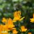 Trollius chinensis Golden Queen, Kinesisk Smörboll, P9cm