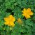 Trollius chinensis Golden Queen, Kinesisk Smörboll, P9cm