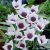 Violtulpan Tulipa humilis Alba Coerulea Oculata 5st