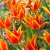 Tulpan Lilja Tulipa Fly Away 7st