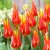 Tulpan Lilja Tulipa Fly Away 7st