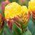 Tulpan Dubbel Sen Tulipa Ice Cream Banana 3st