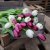 Tulpan Mix Beauty 30st