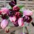 Tulpan Mix Dark Love 30st