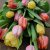 Tulpan Mix Spring Joy 30st