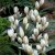Porslinstulpan Tulipa polycroma 10st