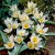 Porslinstulpan Tulipa polycroma 10st