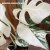 Monstera deliciosa Variegata