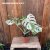 Monstera deliciosa Variegata