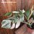 Monstera deliciosa Variegata