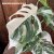 Monstera deliciosa Variegata