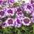 Verbena EnduraScape ™ Purple Fizz, stickling 2-pack