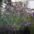 Verbena bonariensis Lollipop ®, Verbena, P9cm