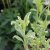 Veronica spicata Charlotte ®, Axveronika, P9cm