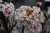 Viburnum bodnantense Charles Lamont, Hybridkejsarolvon, 40-50 C3