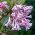Viburnum bodnantense Dawn, Hybridkejsarolvon, C5