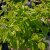 Viburnum dentatum Blue Muffin ®, Tandolvon, 60-80 C7,5