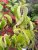 Viburnum dilatatum Michael Dodge, Olvon