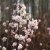 Viburnum bodnantense Charles Lamont, Hybridkejsarolvon