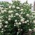 Viburnum carlcephalum