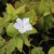 Vinca major Alba, Stor Vintergröna, P9cm