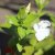 Vinca major Alba, Stor Vintergröna, P9cm