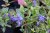 Vinca minor Ralph Shugert, Vintergröna, P9cm