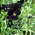 Viola cornuta Molly Sanderson, Viol, C11,5cm