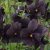 Viola cornuta Molly Sanderson, Viol, C11,5cm