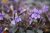 Viola riviniana Purpurea (labradorica), Purpurviol, Skogsviol, P9cm