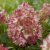 Vipphortensia