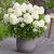 Hydrangea paniculata Living Sugar Rush ®