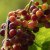 Vitis labrusca Einset Seedless, Vindruva