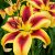 Lilium hybr. Viva la Vida, Hybridlilja, P11cm