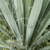 Yucca filamentosa