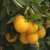 Citrus reticulata Mandarino