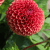 Dahlia Boll Copper Boy 1st
