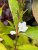 Weigela Candida, Prakttry