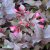 Weigela florida Minor Black ®, Rosenprakttry, 40-50 C3
