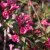 Weigela florida Minor Black ®, Rosenprakttry, 40-50 C3