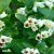 Weigela middendorffiana, Gullprakttry, 40-50 C5