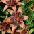 Lilium hybr. Whistler ®, Asiatisk Lilja, P11cm