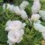 rugosa White Grootendorst, Nejlikros, C4