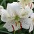 Tigerlilja White Twinkle 3st