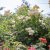 Rosa austin Wollerton Old Hall ® Howard Rice David Austin Roses