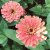 Zinnia, Benary´s Giant Salmon Rose