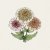 Zinnia, Cresto! Peaches & Cream