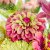 Zinnia, Queen Red Lime
