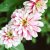 Zinnia, Maryland-, Zahara Double Raspberry Ripple