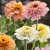 Zinnia, Cresto! Peaches & Cream